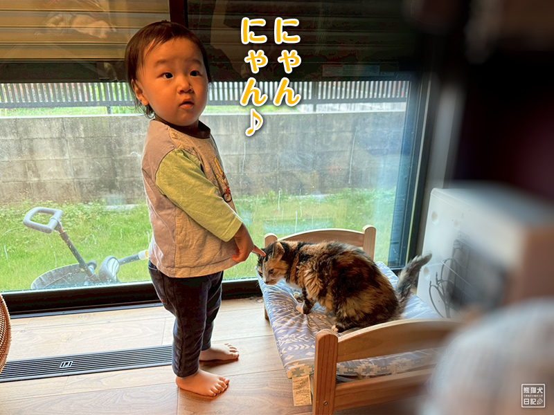 小童とツンデレ三毛猫の稚葉