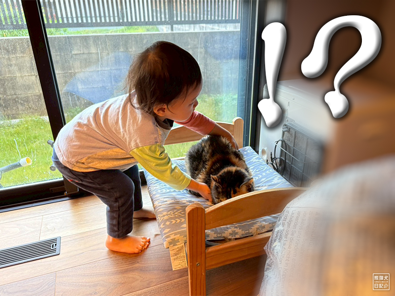 小童とツンデレ三毛猫の稚葉