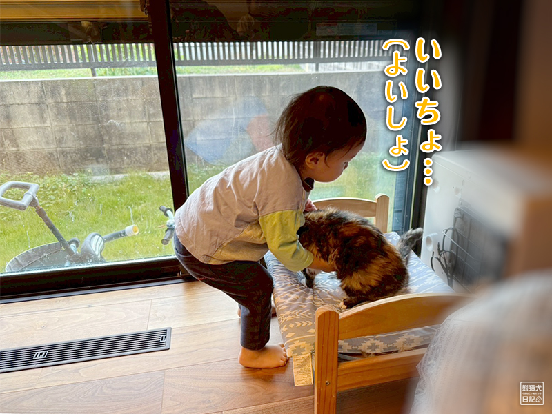 小童とツンデレ三毛猫の稚葉