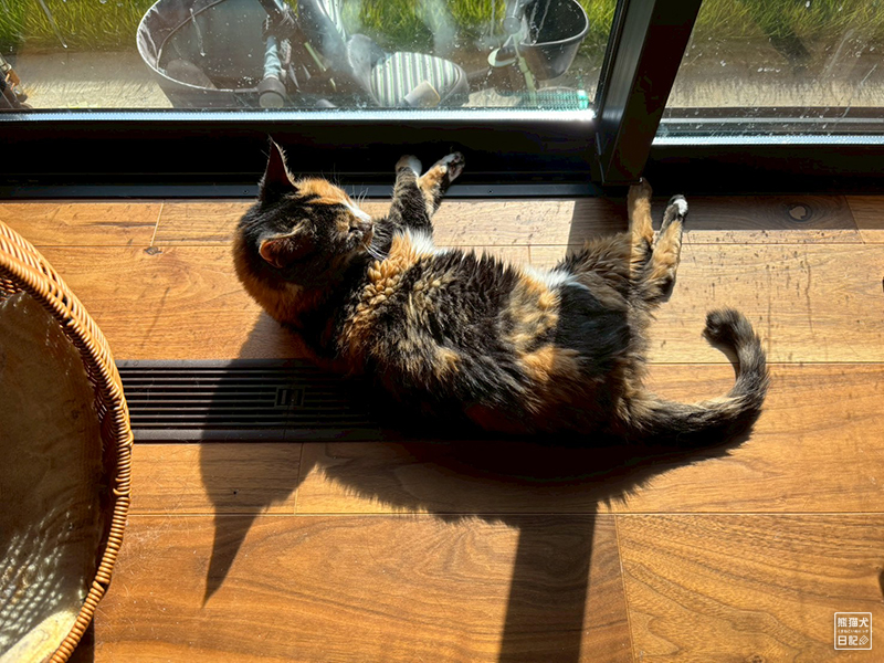 ツンデレ三毛猫の稚葉