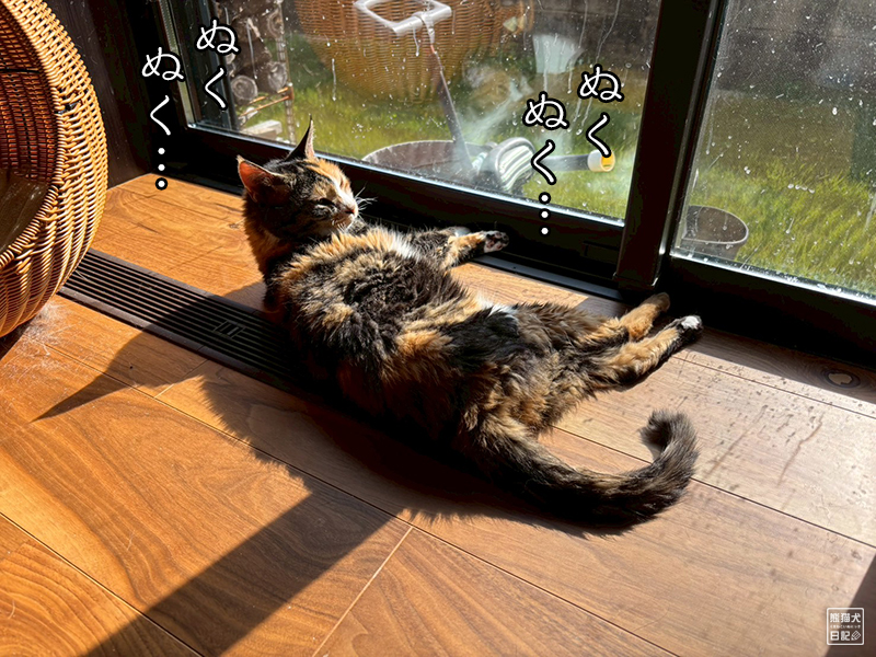 ツンデレ三毛猫の稚葉