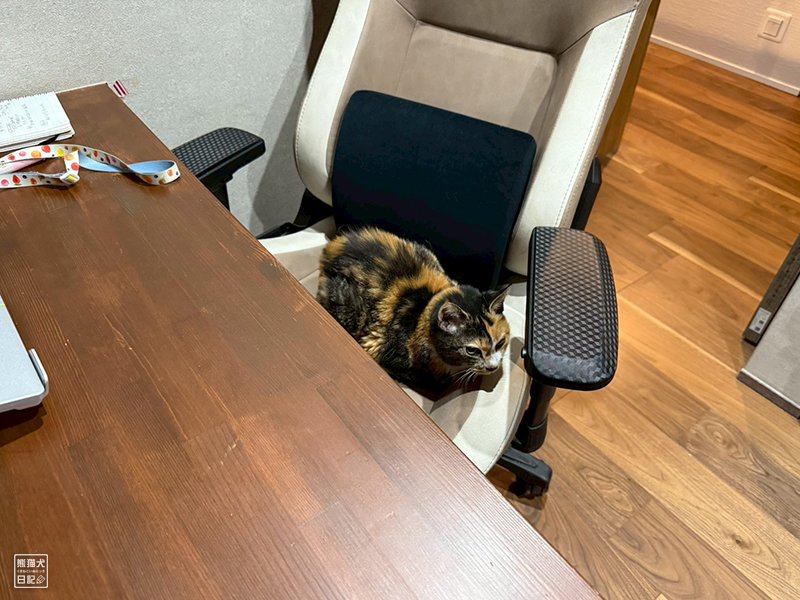 ツンデレ三毛猫の稚葉