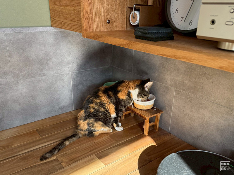 ツンデレ三毛猫の稚葉