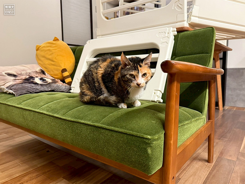 ツンデレ三毛猫の稚葉