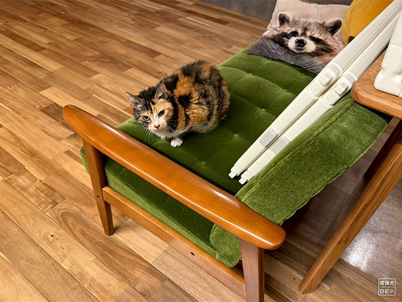 ツンデレ三毛猫の稚葉