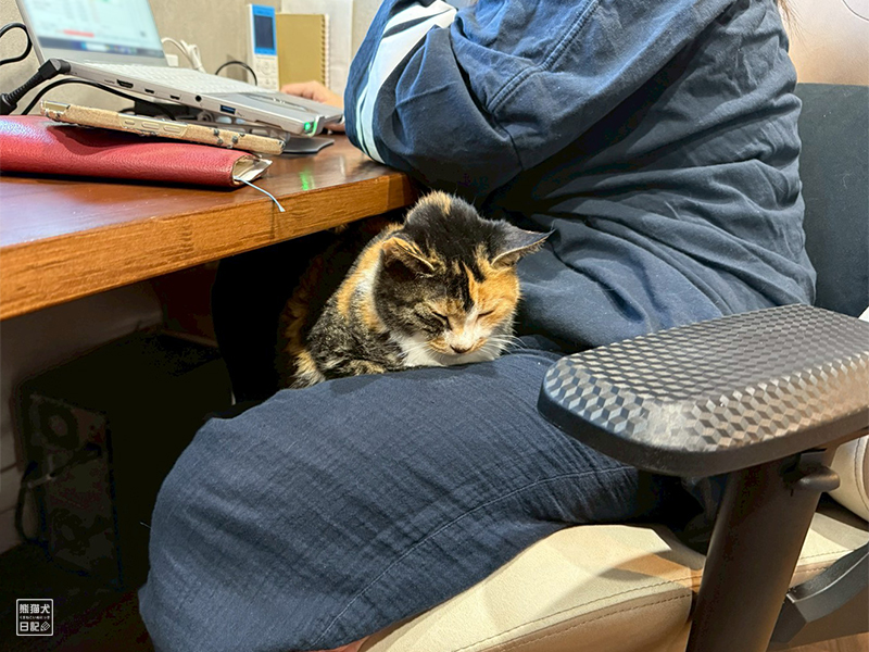 ツンデレ三毛猫の稚葉