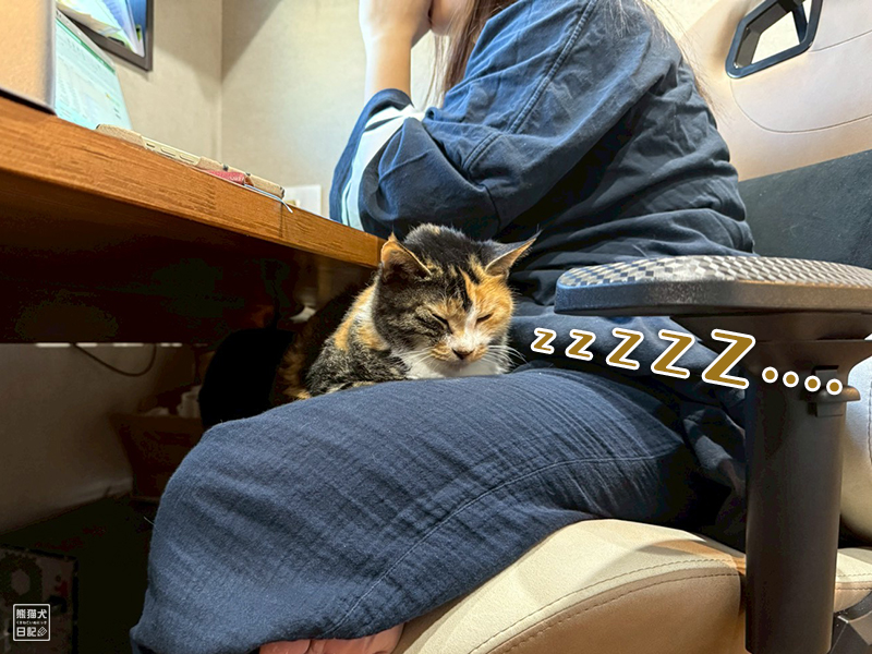 ツンデレ三毛猫の稚葉