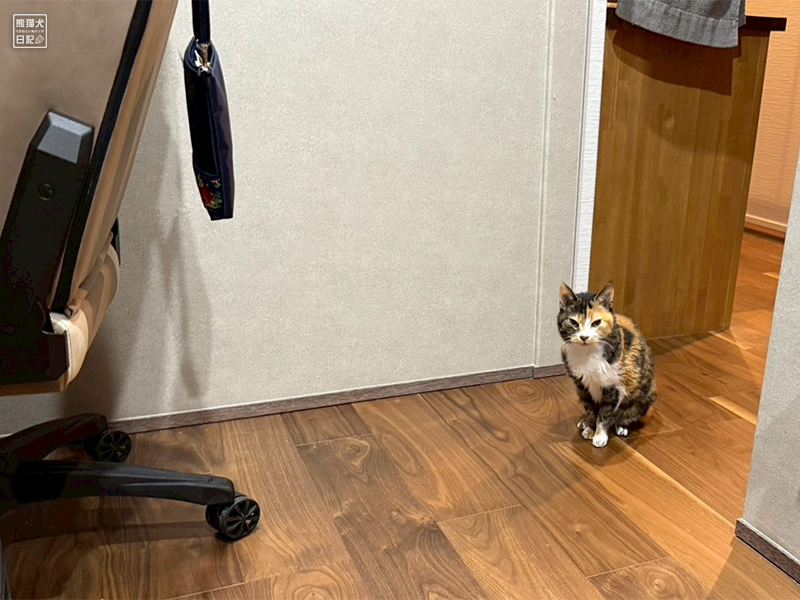 ツンデレ三毛猫の稚葉