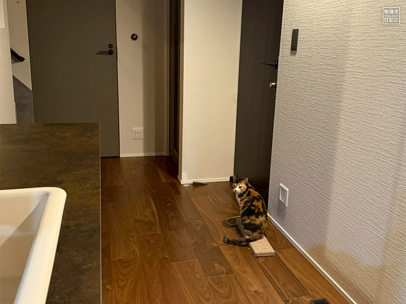 ツンデレ三毛猫の稚葉