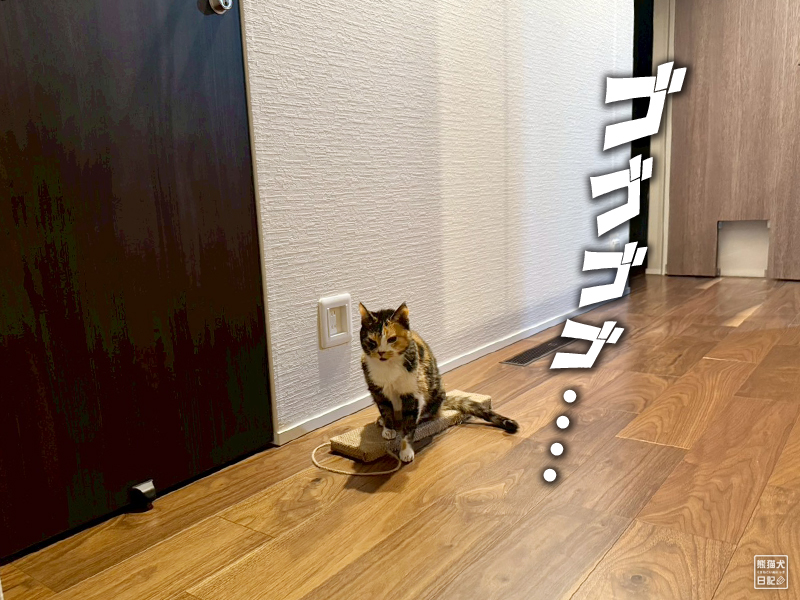 ツンデレ三毛猫の稚葉