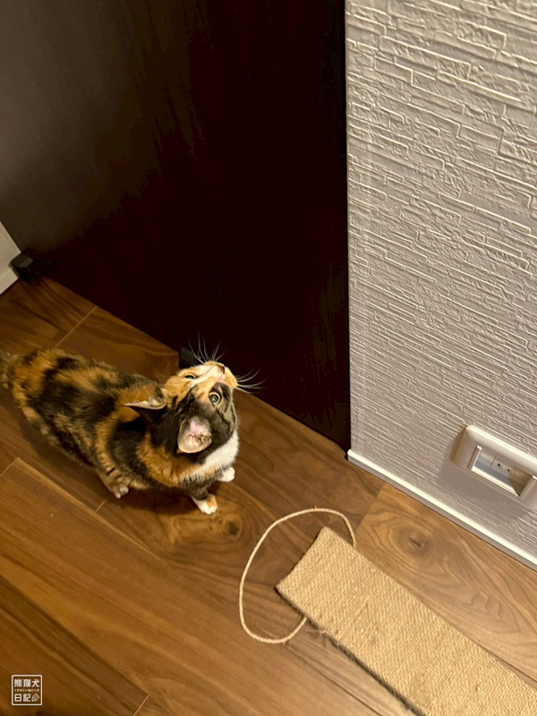 ツンデレ三毛猫の稚葉