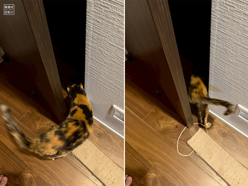 ツンデレ三毛猫の稚葉