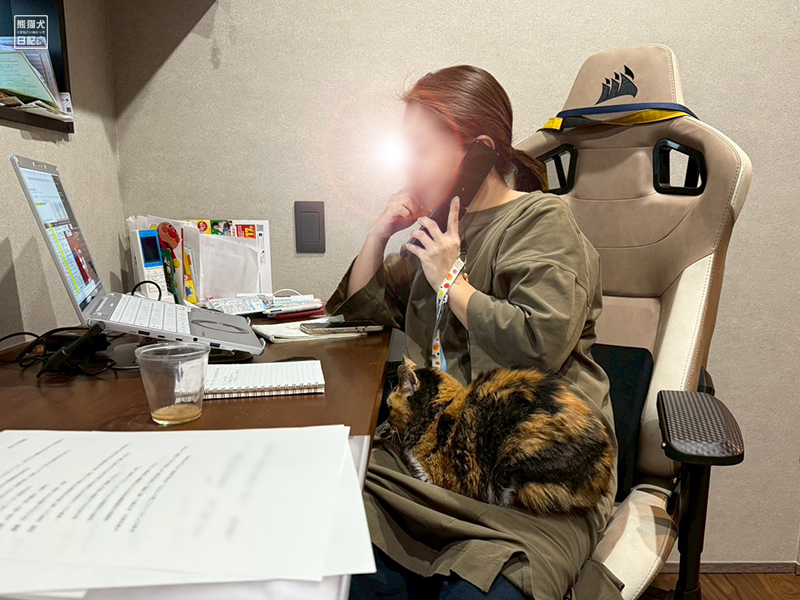 ツンデレ三毛猫の稚葉とクロス貼り直し工事