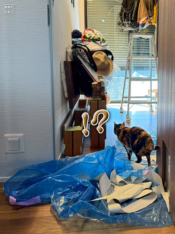 ツンデレ三毛猫の稚葉とクロス貼り直し工事