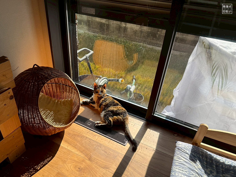 ツンデレ三毛猫の稚葉とクロス貼り直し工事