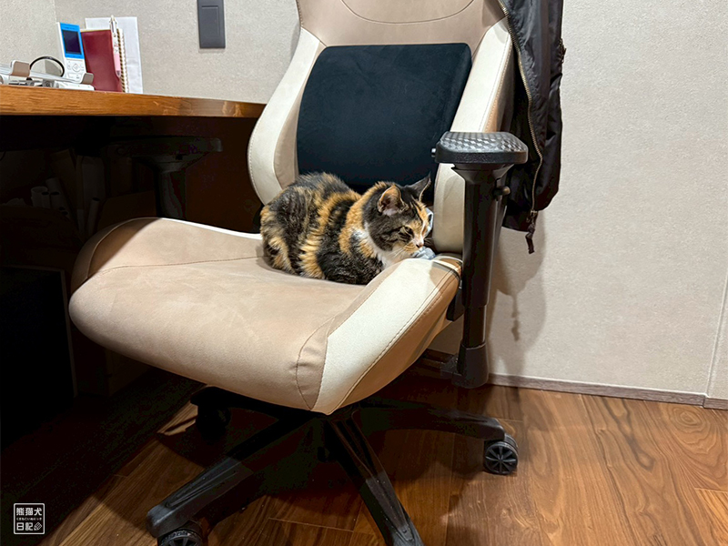 ツンデレ三毛猫の稚葉