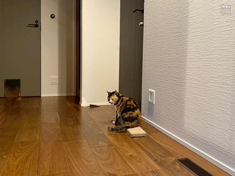 ツンデレ三毛猫の稚葉