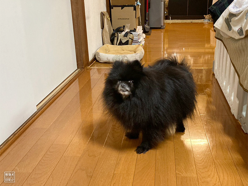 黒ポメラニアン志熊