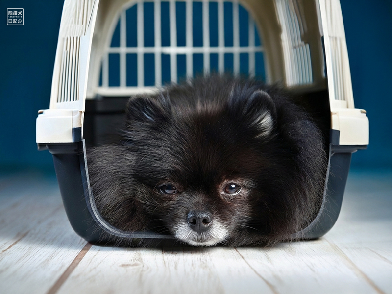 黒ポメラニアン志熊