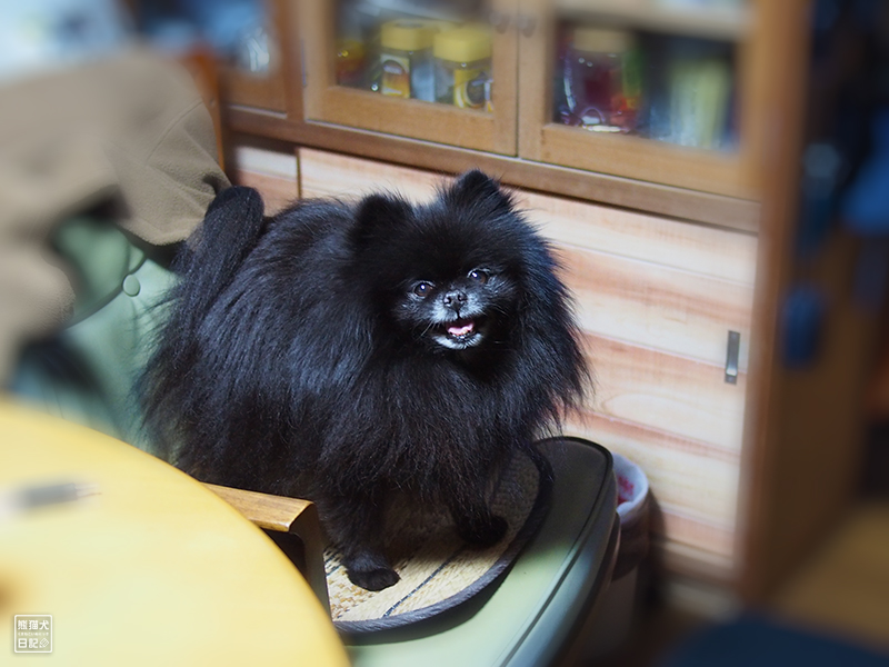 黒ポメラニアン志熊