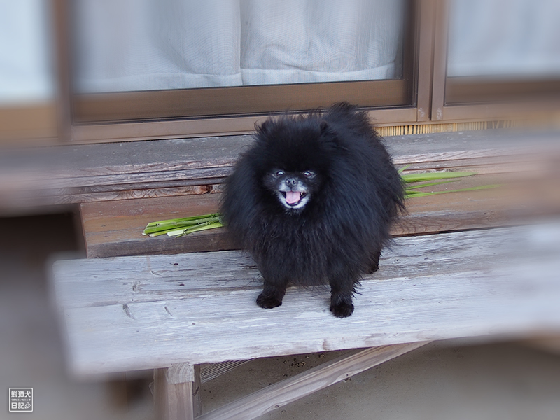 黒ポメラニアン志熊