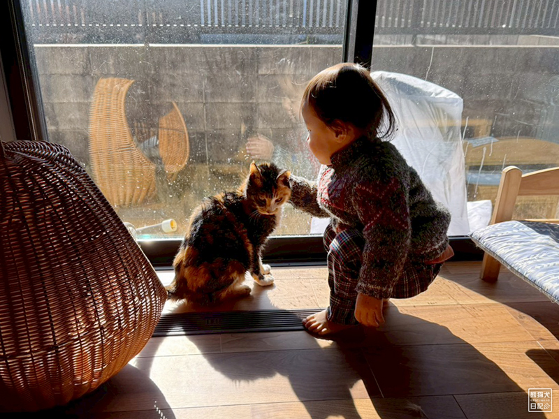 ツンデレ三毛猫の稚葉と小童