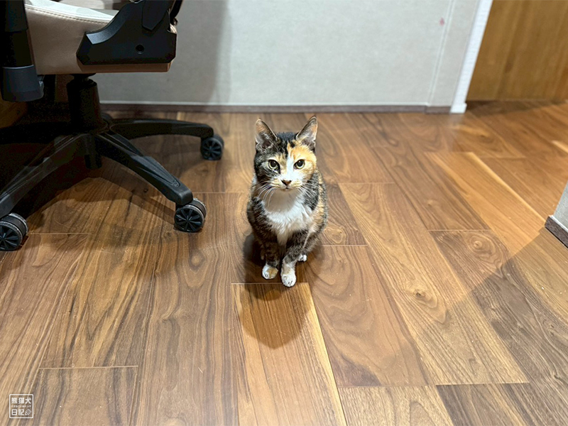 ツンデレ三毛猫の稚葉