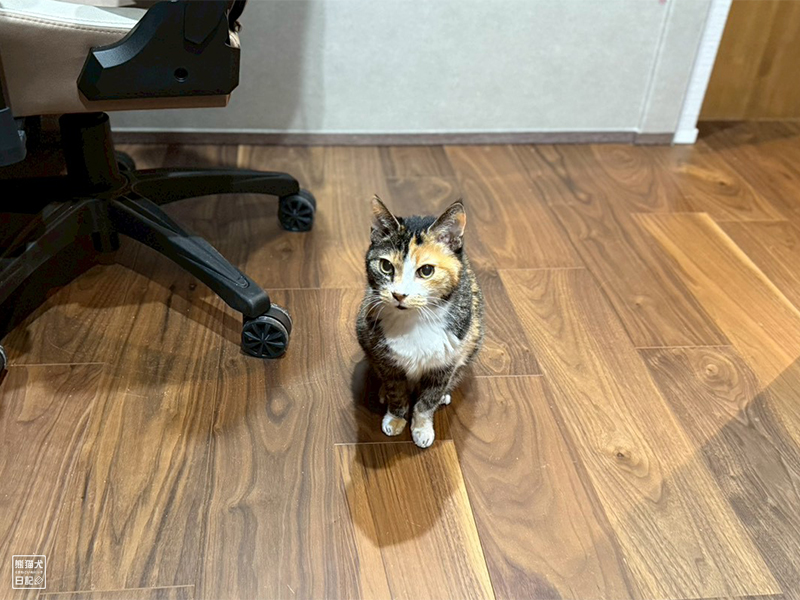 ツンデレ三毛猫の稚葉