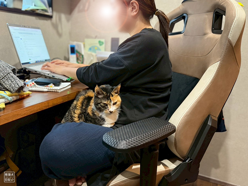 ツンデレ三毛猫の稚葉