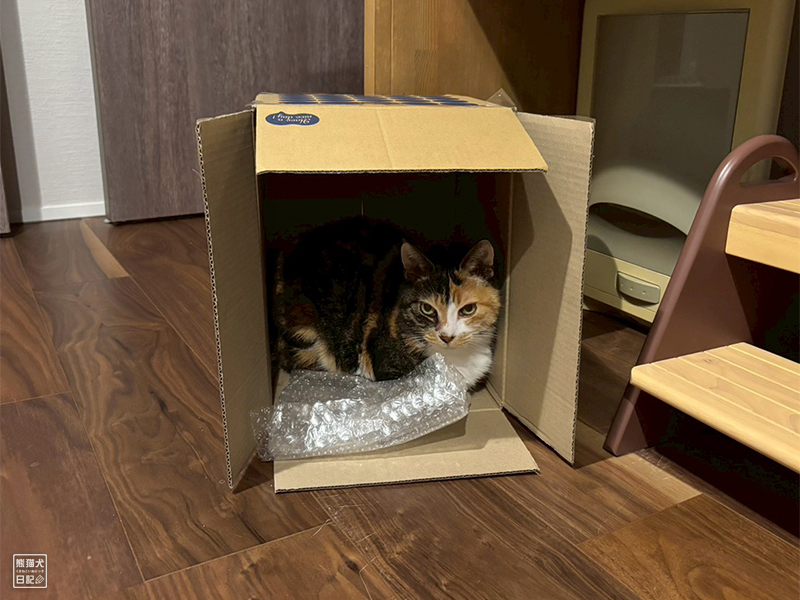 ツンデレ三毛猫の稚葉