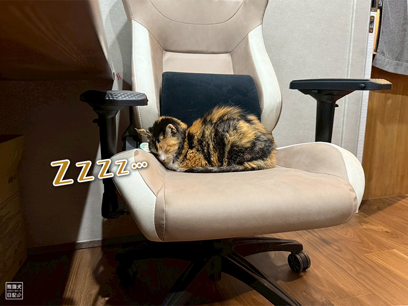 ツンデレ三毛猫の稚葉