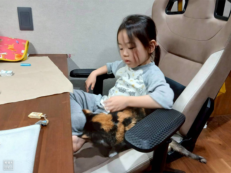 小倅とツンデレ三毛猫の稚葉