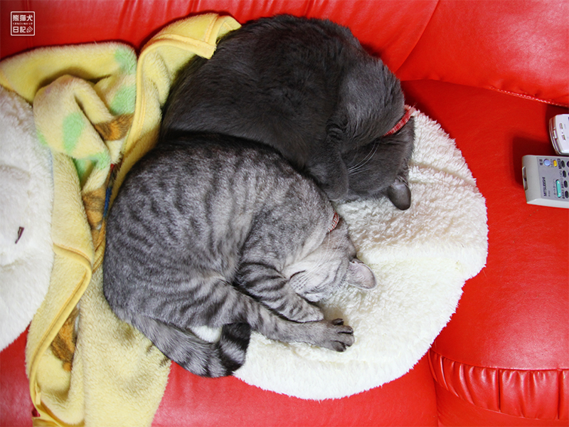 アンモニャイト ニャンモナイト