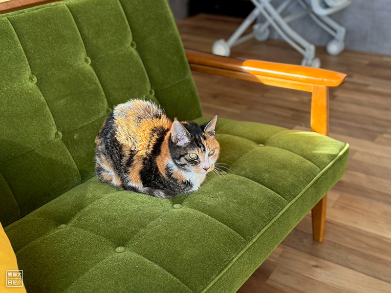 ツンデレ三毛猫の稚葉