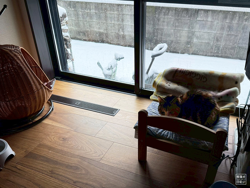 ツンデレ三毛猫の稚葉