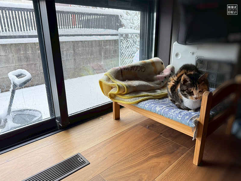 ツンデレ三毛猫の稚葉