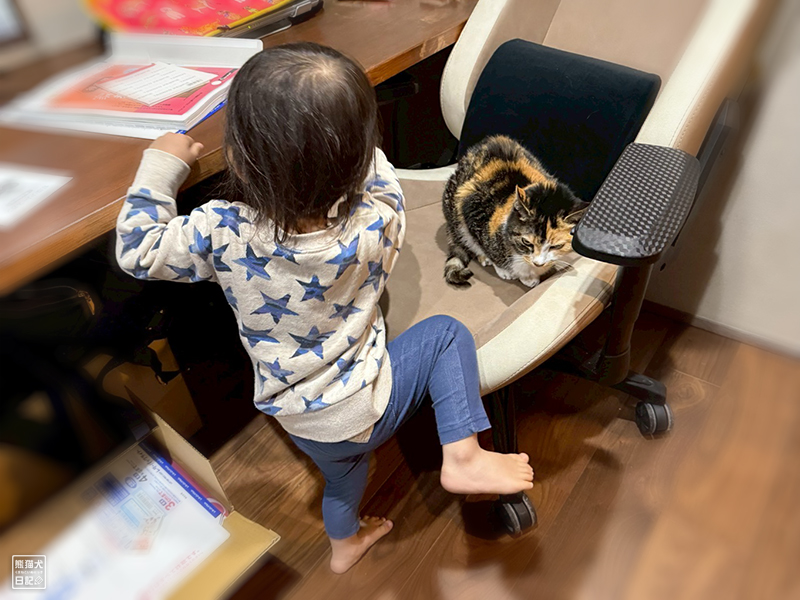 小童とツンデレ三毛猫の稚葉