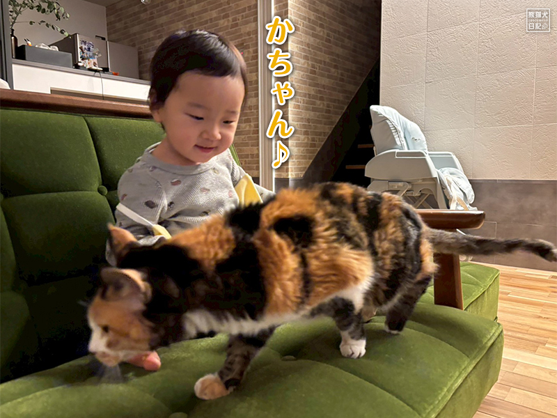 小童とツンデレ三毛猫の稚葉