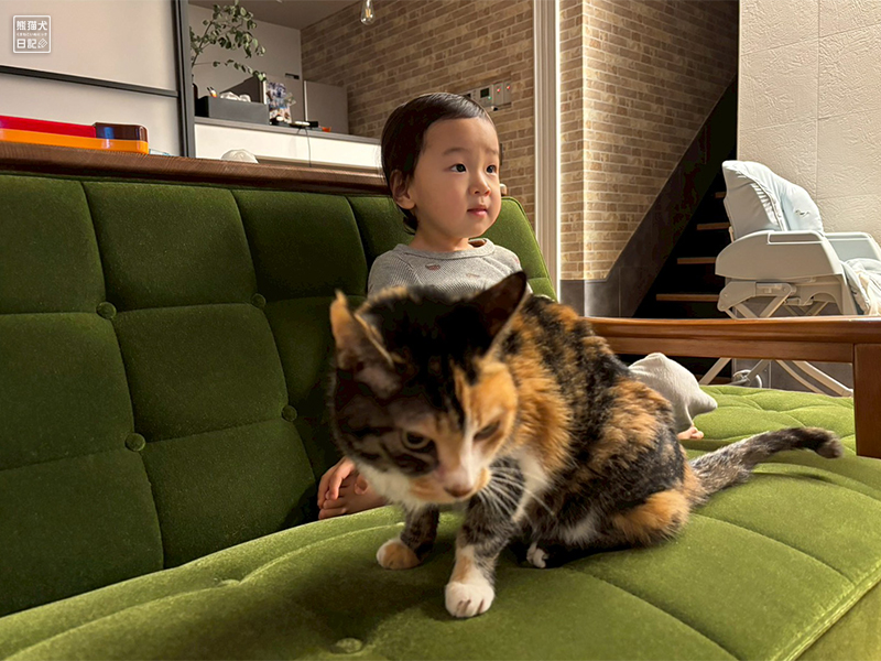 小童とツンデレ三毛猫の稚葉