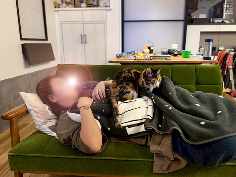 嫁女房とツンデレ三毛猫の稚葉