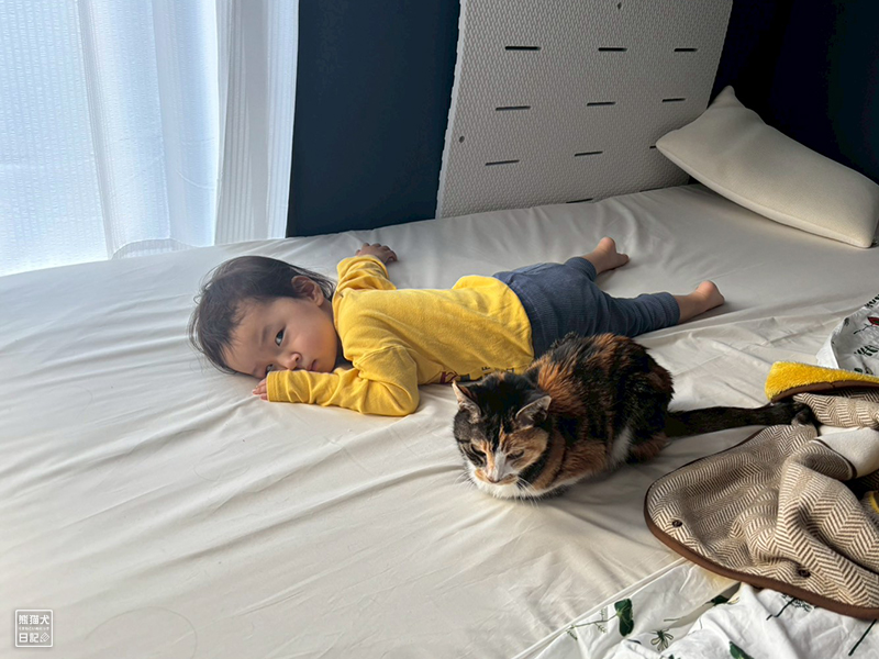 小童とツンデレ三毛猫の稚葉