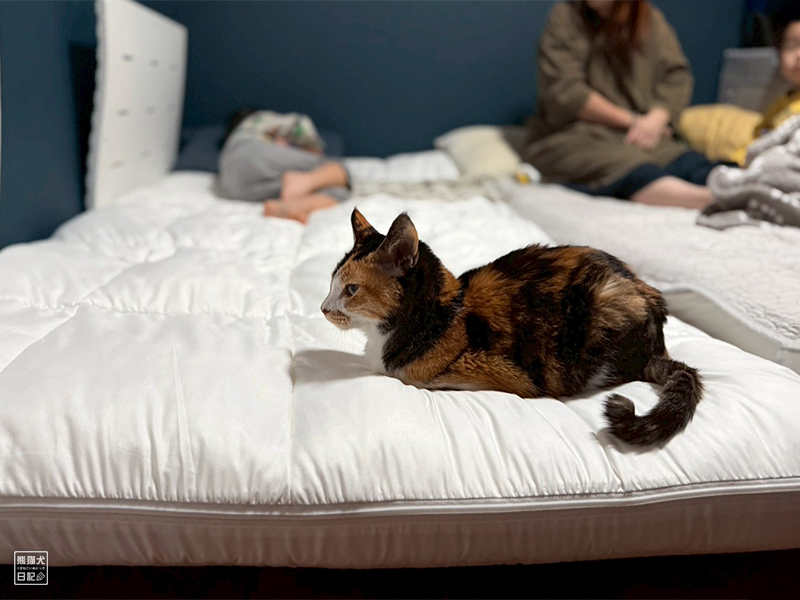 ツンデレ三毛猫の稚葉