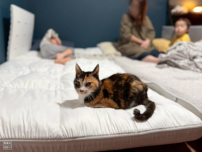 ツンデレ三毛猫の稚葉