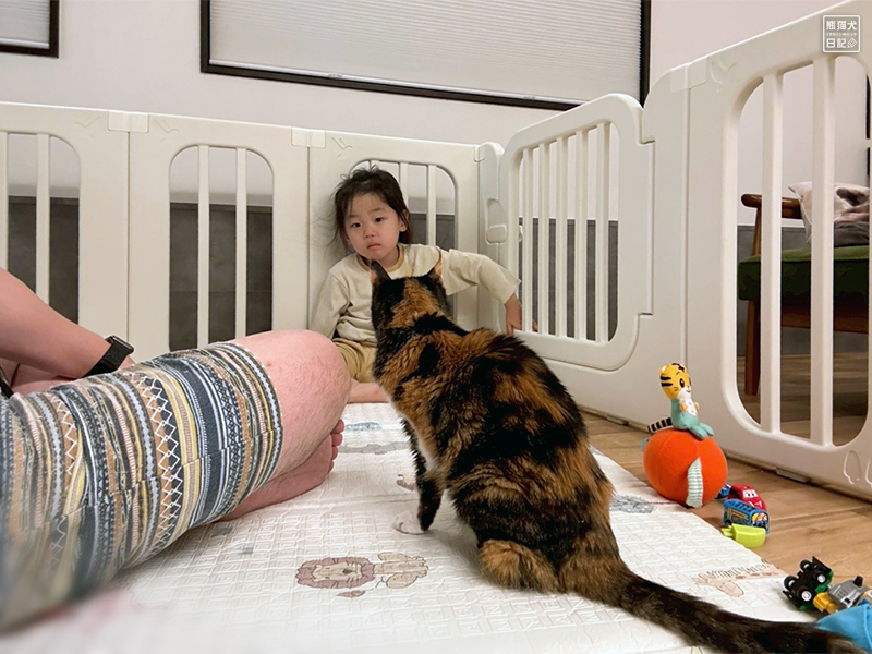 小倅とツンデレ三毛猫の稚葉