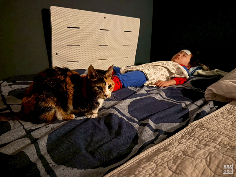 ツンデレ三毛猫の稚葉と小倅