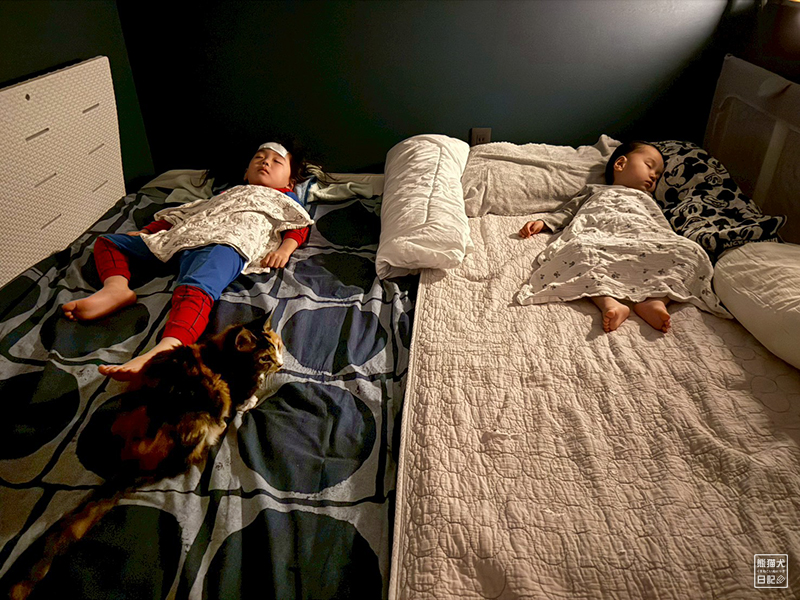 ツンデレ三毛猫の稚葉と子供たち