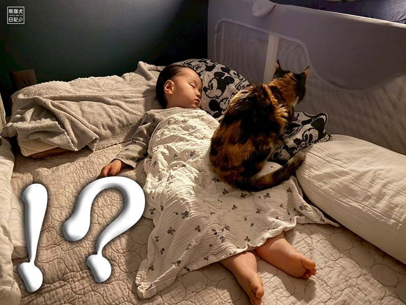 小童とツンデレ三毛猫の稚葉