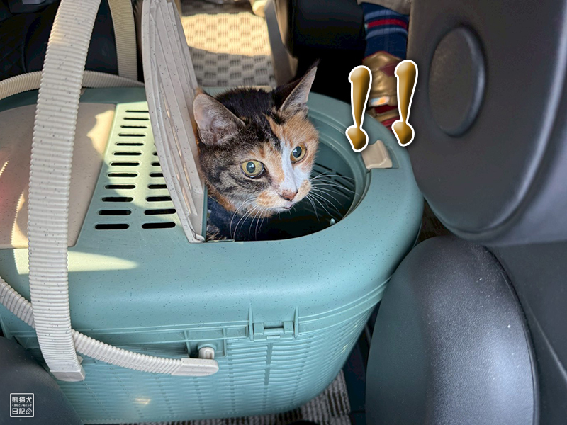 ツンデレ三毛猫の稚葉