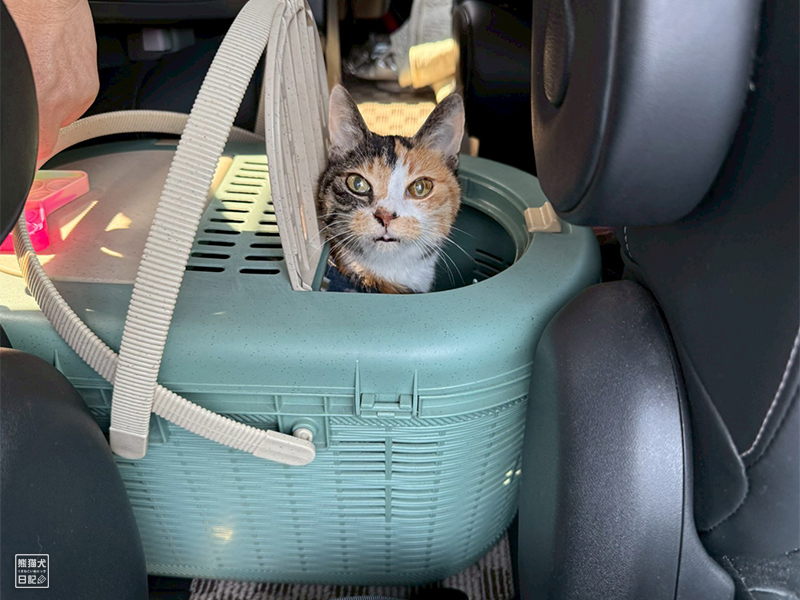 ツンデレ三毛猫の稚葉