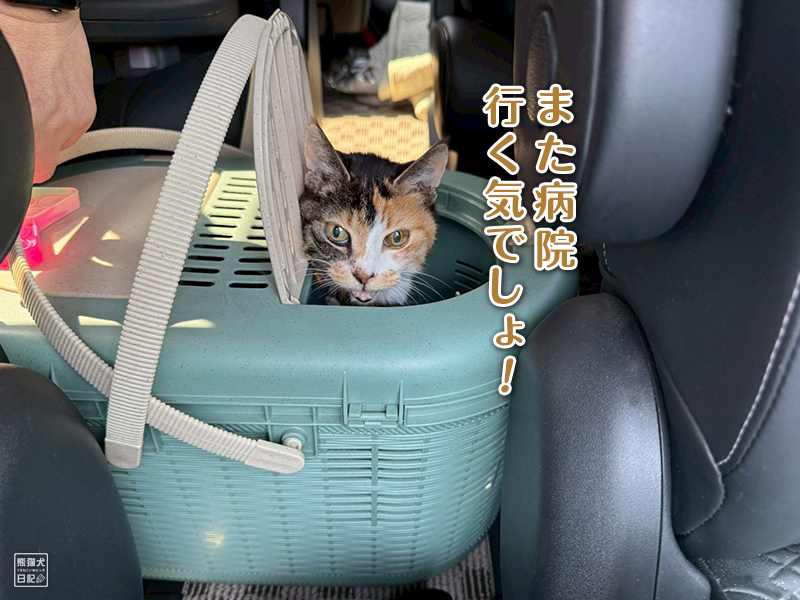 ツンデレ三毛猫の稚葉